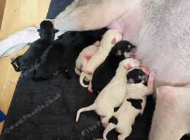 Gerluskey X Doxiepoo puppies