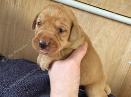 Red fox labradors