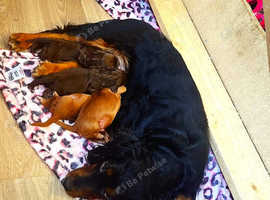 KC cocker puppies
