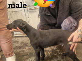 Saluki greyhound x collie whippet greyhound  puppy