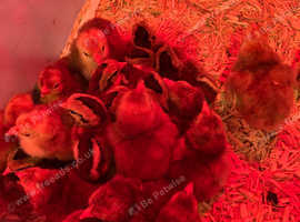 Day old Dutch bantams