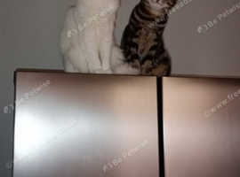 Turkish Angora / RAGDOLL