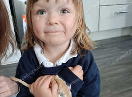 Two lovely gerbils looking for a lovely home