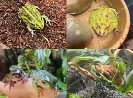 Amphibains and Invertebrates  For sale