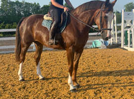 16.1hh 12 year old Irish sport horse schoolmistress