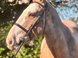 Super Allrounder Cob 15.1hh 6 year old