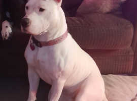 1 year old health Female, white, staffordshire cross bully terrier