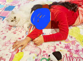 Persian cat for sale