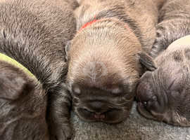 Embark Canine Genetic Screening - Telford Veterinary Hospital