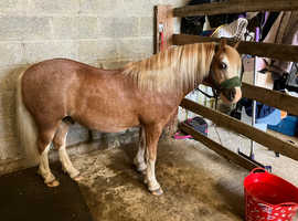 Welsh section A lead rein pony, 10 years old