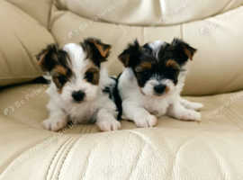 PEDIGREE BIEWER TERRIER PUPPIES ( reduced price for quick sale) only one puppy left