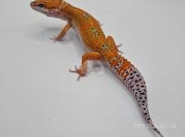 Leopard Gecko RRU1