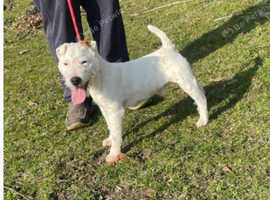 9 month old jack Russell dog