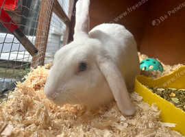 1 year old rabbit