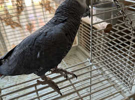 Tame African grey parrot