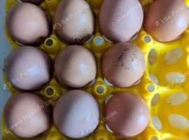 Fertile chicken eggs