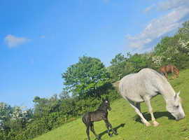 Black ISH colt