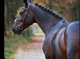 CLASSY HAPPY HACKER FUN HORSE