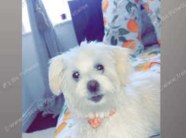 Bichon girl