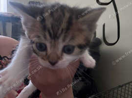 4 kittens