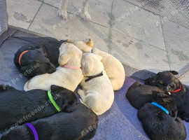 Mixed litter of beautiful labrador puppies