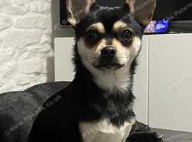 Boy Chihuahua 1 yar old