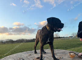 Male cane corso for rehome