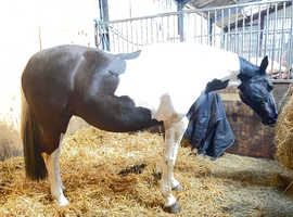 Quality Warmblood Broodmare
