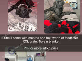 Lovely cane corsos for sale