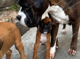 Two Beautiful Champion Bobtail boxers ready now