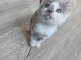 Beautiful grey and white kitten