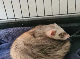 Dyna, young female ferret