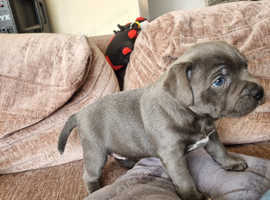 Quality puppies 1 boy 2 girls KC REG