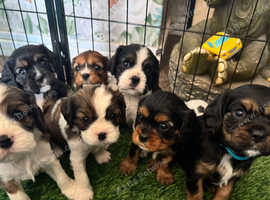Cavalier king charles puppies