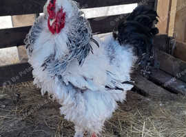 bahrama Cockerell x2 (frizzle variety)