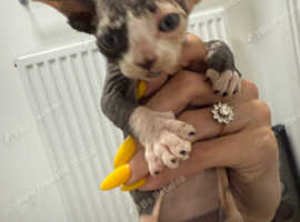 Sphynx kittens