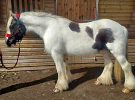 14.2hh 6 year old Piebald Mare