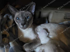 Beautiful Siamese