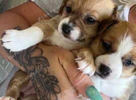 Two female Jack Russell x chihuahua