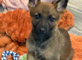 German shepherd dog