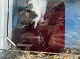 I'm selling my rats due to not having enough room