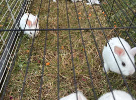 Mix of rabbits, each one is £20 two for £30