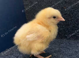 £35 for 5 x Day old La Bresse Gauloise chicks