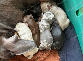 Puppies for sale