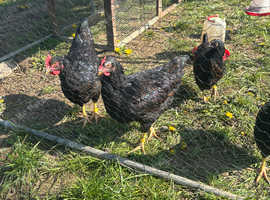 Double gold laced barnevelder roosters