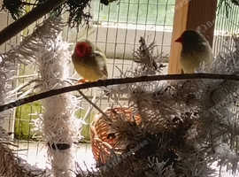 2 pairs of Starfinch