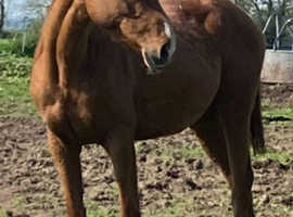 Beautiful chestnut unbroken Irish filly 15.3h 3yo