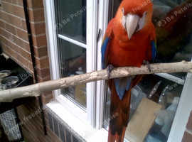 YOUNG SCARLET MACAW  dna male, cites