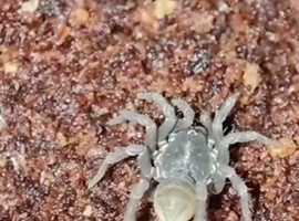Trapdoor spider,crab spider,centipede presale