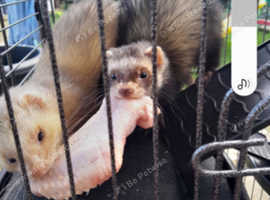 Ferrets for best sale rehoming near me